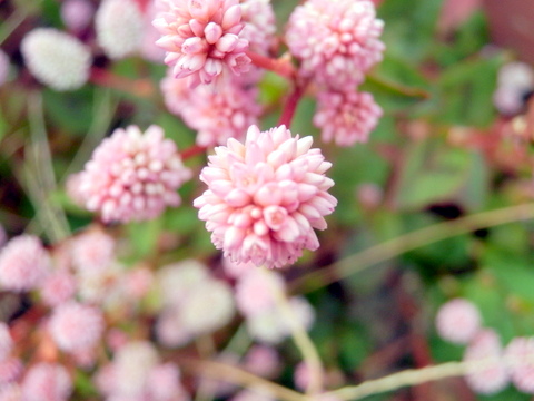 ヒメツルソバ・花