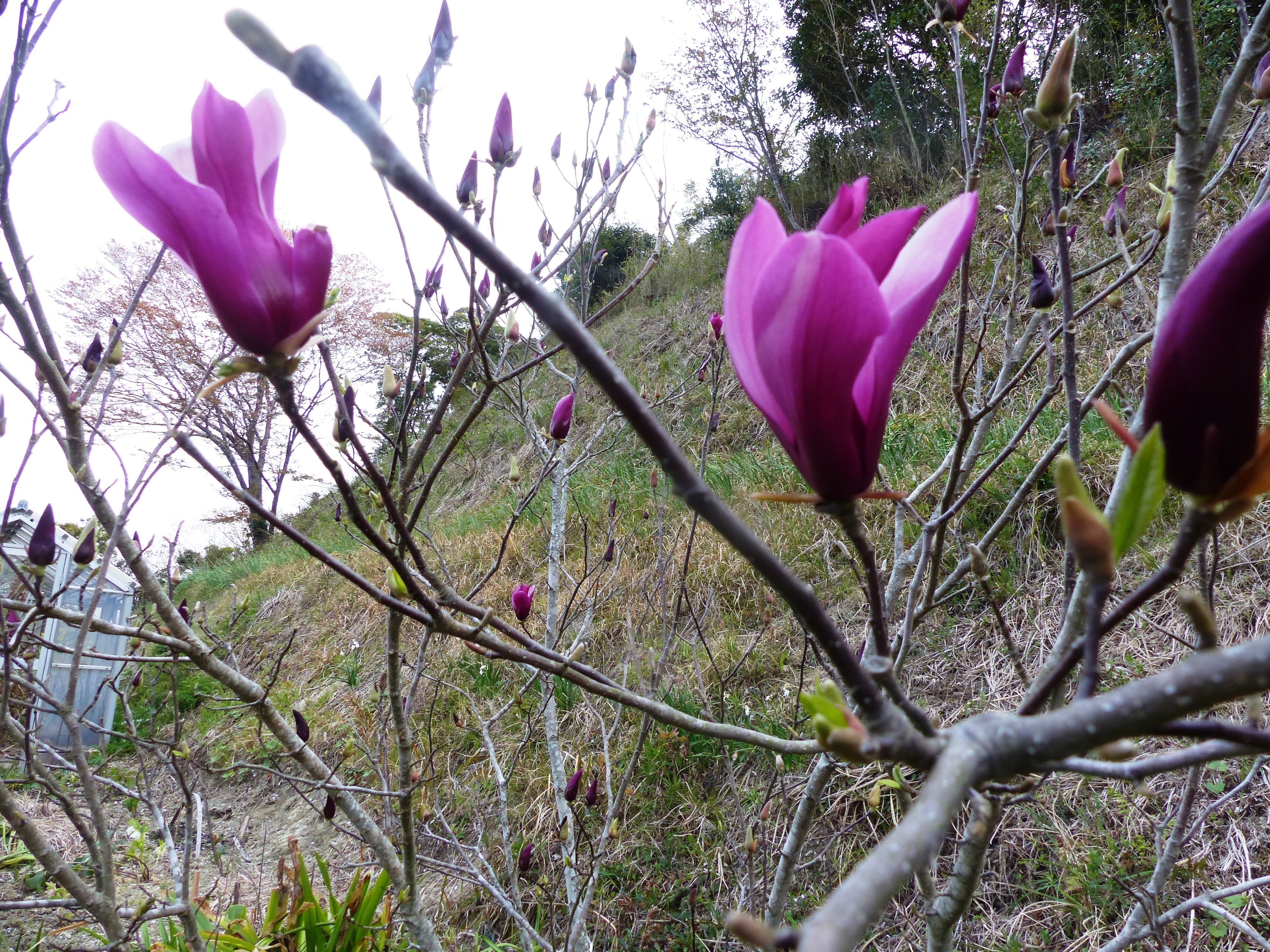 紫木蓮も 咲き出した オープンガーデン 蕗のとう 楽天ブログ