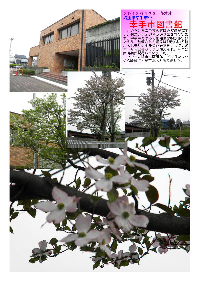 20130423sattesitosyokan-hamamizuki.jpg
