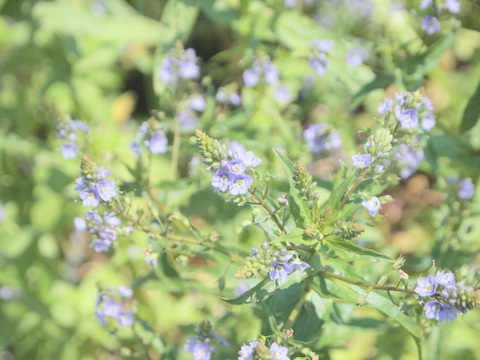 コテングクワガタの花0505