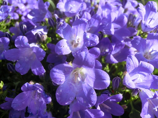 カンパニュラメリーベル