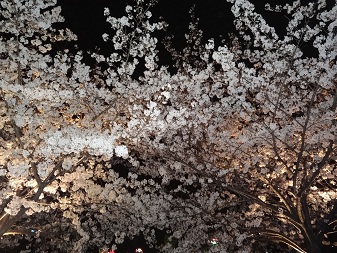桜２.jpg