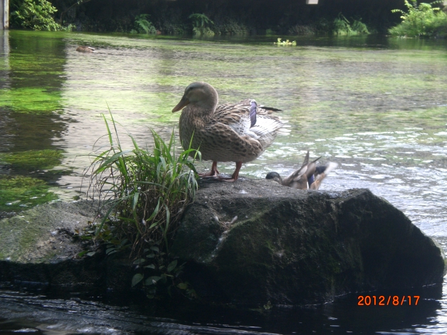 PICT0015.JPG