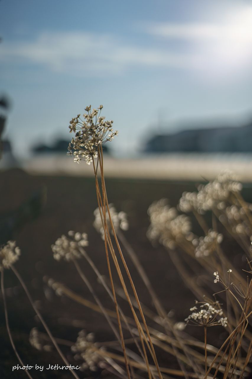 Ai Micro-Nikkor 55mm F2.8S