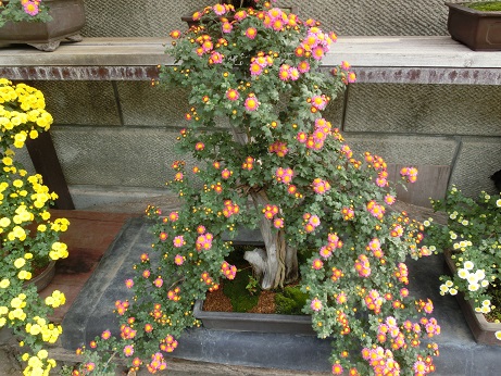 盆栽菊