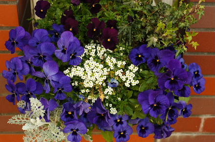 2013_0405ﾊﾟﾝｼﾞｰ0006.JPG