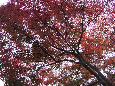 今年の紅葉 016.jpg