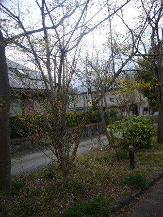 P1160229（サンシュユ）.jpg