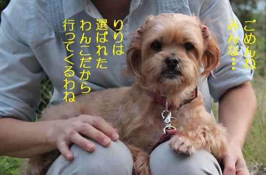 りりは行く