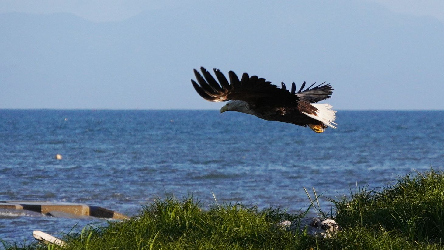 北海道放浪記 24 野鳥 オジロワシ アウトドア親爺の徒然日記 楽天ブログ