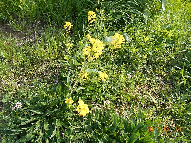 s-DSCN1065.jpg