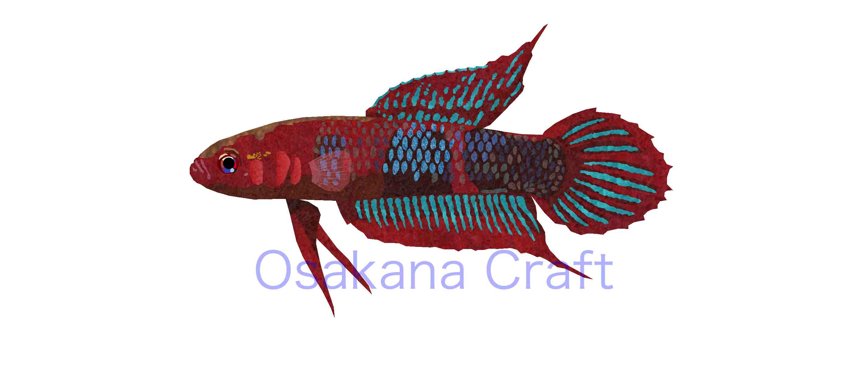 ワイルドベタ Betta Wild | Osakana Craft イラスト熱帯魚図鑑 - 楽天ブログ