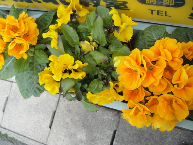 DSC05681.JPG