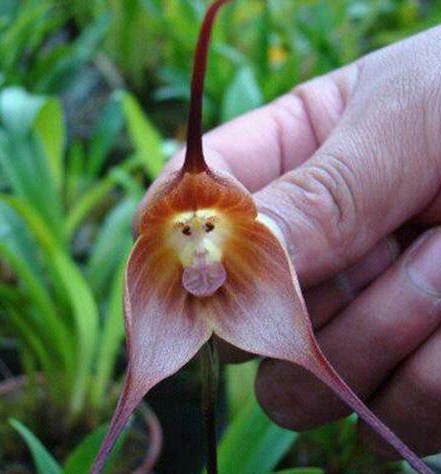monkey orchid3.jpg