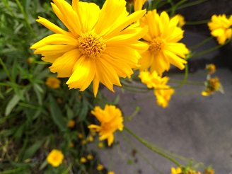 P_20160527_083757.jpg