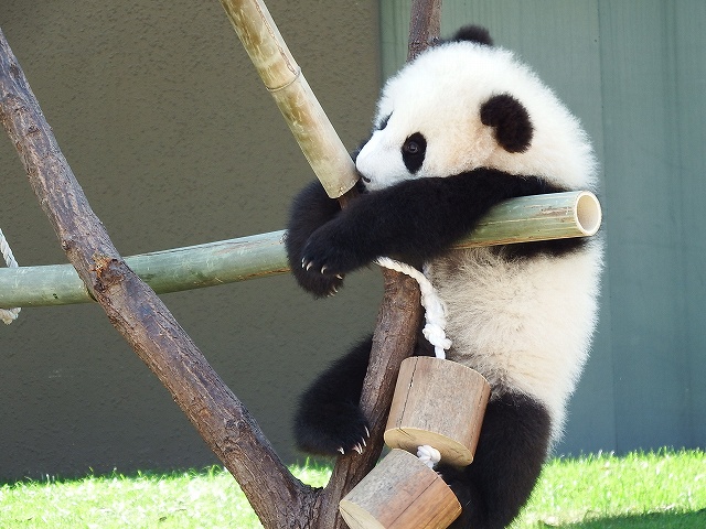 パンダ３