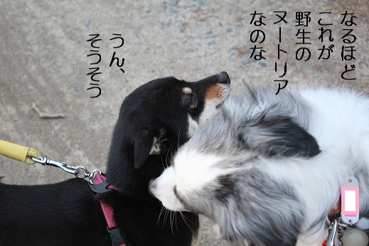 ぬーとり