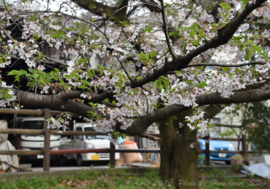 20160409_1642CherryBlossom_04