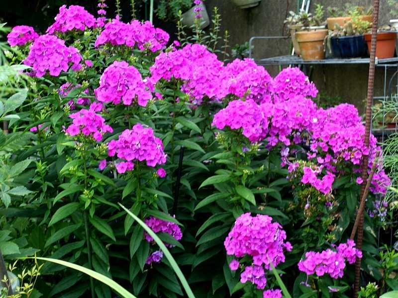 7月14日 今日の一花 フロックス アナスタシア Gazengamaのブログ 散歩中に出合った花と趣味の陶芸作品 楽天ブログ