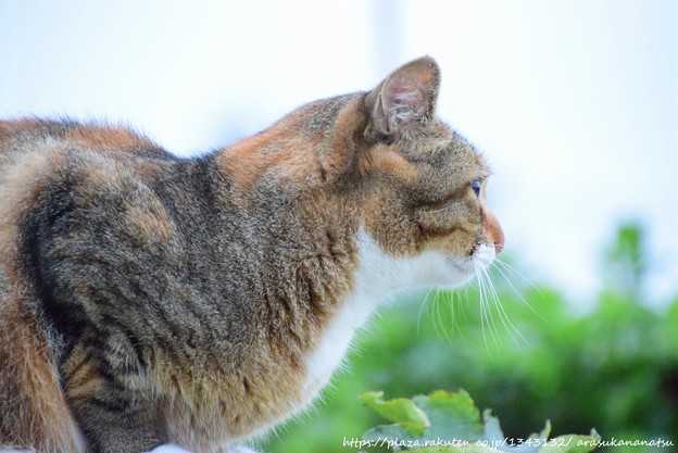 ということで朝焼け写真で その5 （猫のお話 その10） | 今日の予定 - 楽天ブログ