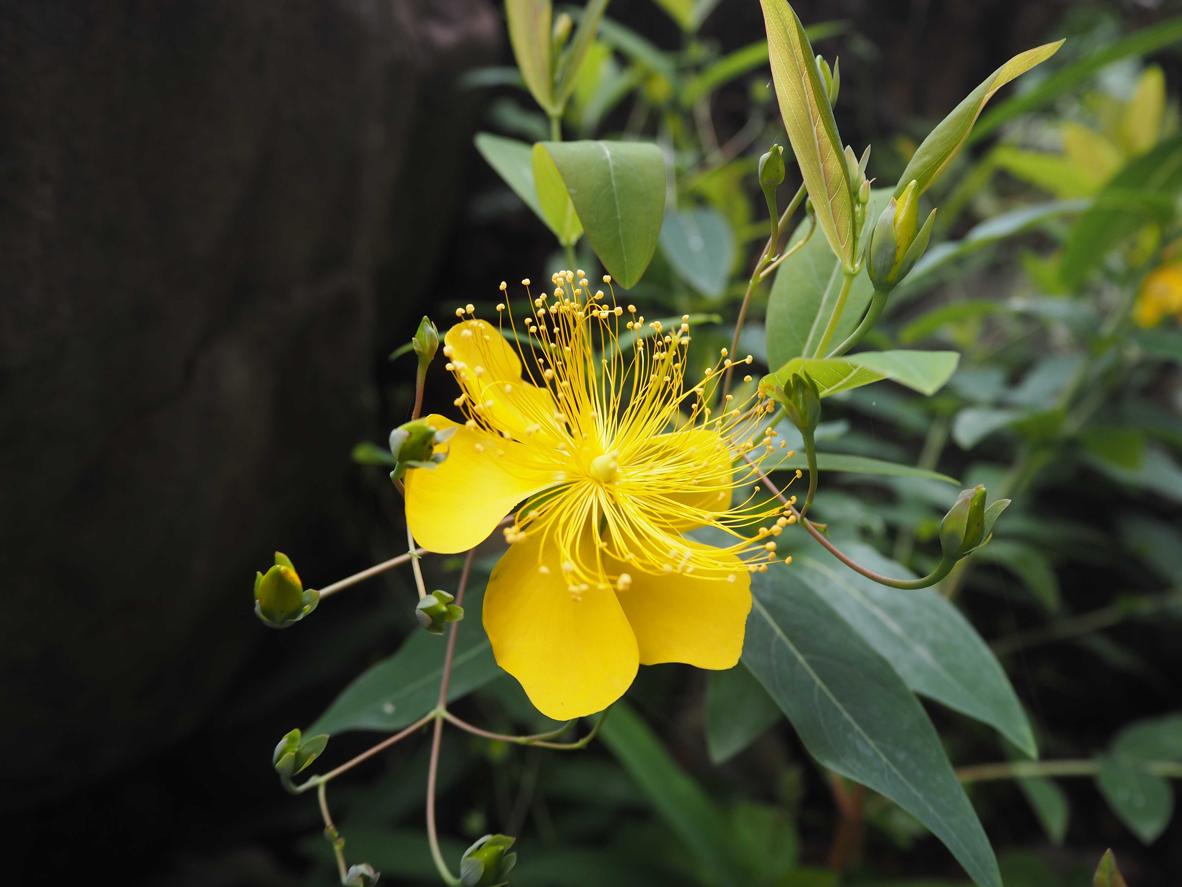 オトギリソウ属3兄弟と庭の花 みせす まあさのブログ 楽天ブログ オトギリソウ属3兄弟と庭の花 みせす まあさのブログ 楽天ブログ