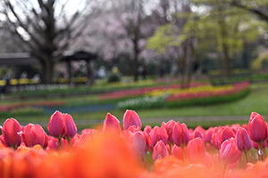 桜とチューリップ