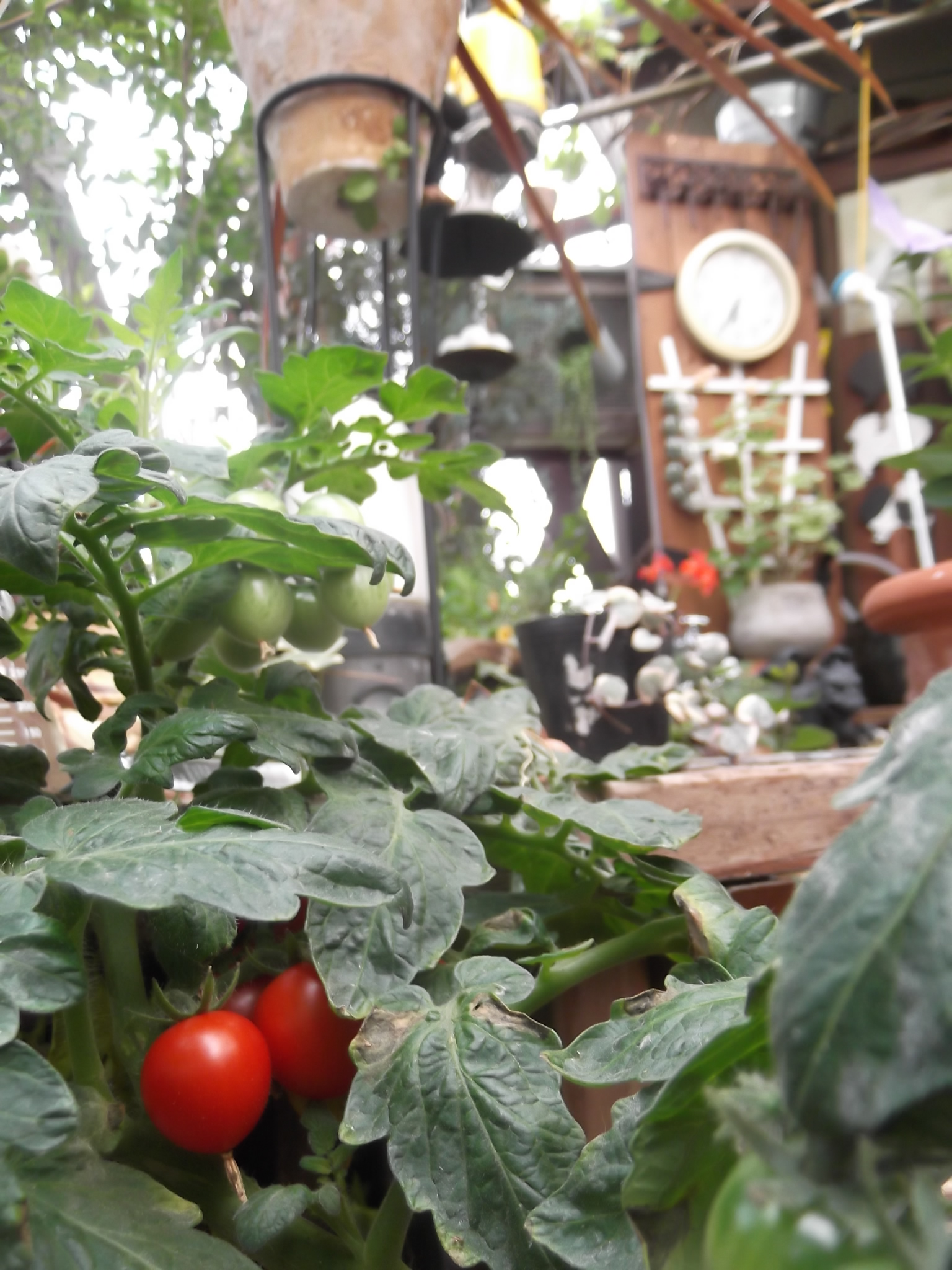 DSCF4740.JPG