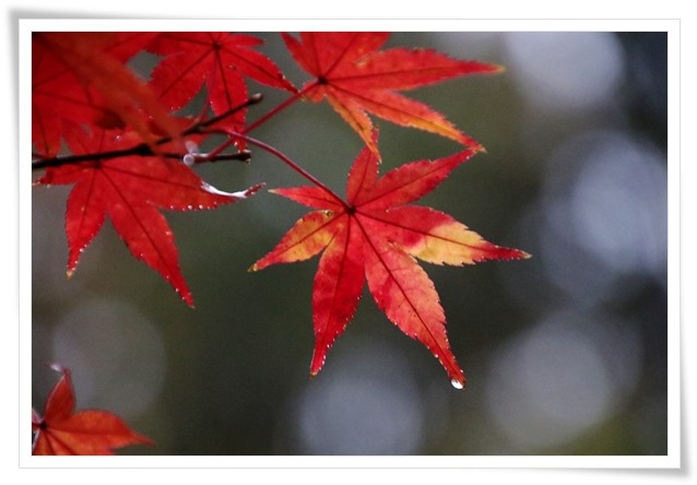 北部公園-27 蓮池-13 15.11.14