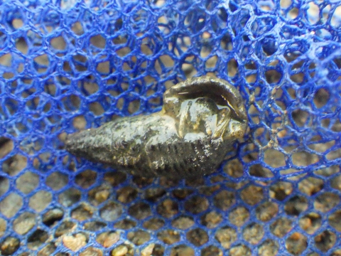 沖縄マングローブ採集2016年11月上旬8　ユビナガホンヤドカリ（Pagurus minutus）