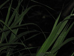 IMG_4674.jpg
