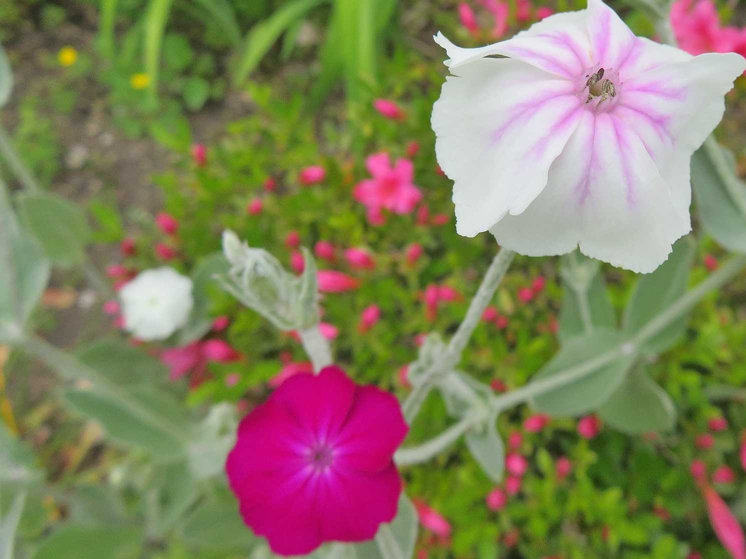 あい変わらず 花はスイセンノウ ヒューケラ だい のひとりごと 楽天ブログ