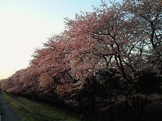 夕日を浴びた感じもなかなか。