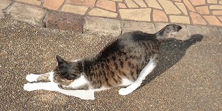 P1010364-ass.jpg