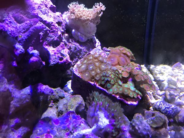 珊瑚食べる細長い赤い小さな貝 釣り師 のブログ 楽天ブログ