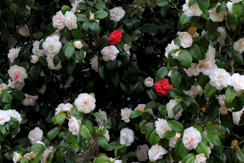 金剛山の花々_012.jpg