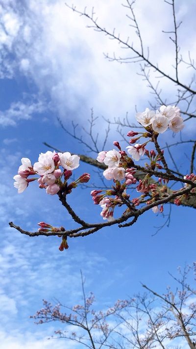 但馬 城崎温泉エリア 桜開花情報 8 城崎円山川温泉 銀花のお宿ブログ 楽天ブログ