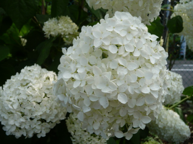 871 紫陽花、白