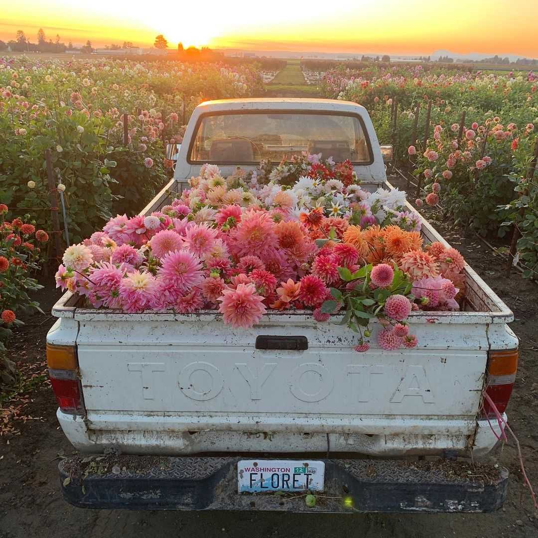 アメリカの花卉農家 From Instagram お花仕事の部屋 福綴り 楽天ブログ