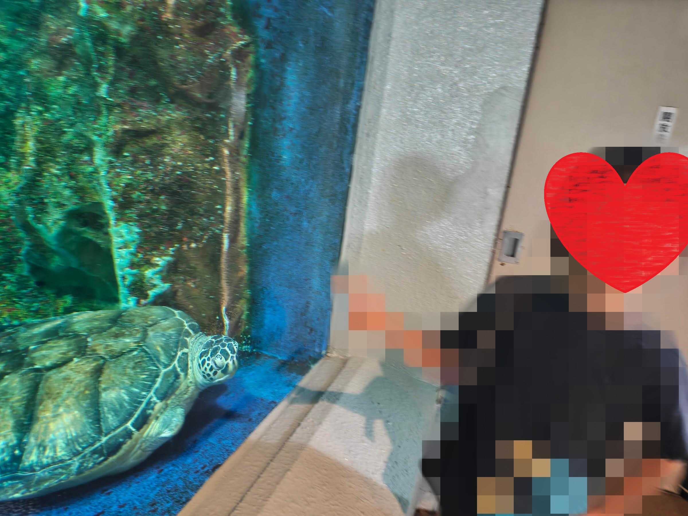 おたる水族館　怪我をしたウミガメ