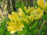 ４月１８日の誕生花 ニラ 韮 の花言葉 星への願い スタミナパワーで 多幸 な生活 弥生おばさんのガーデニングノート 花と緑の365日 楽天ブログ