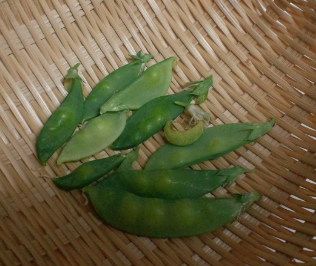 絹さや5.17収獲10個.jpg