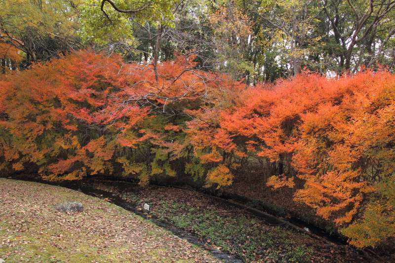 万博万博記念公園_006.jpg
