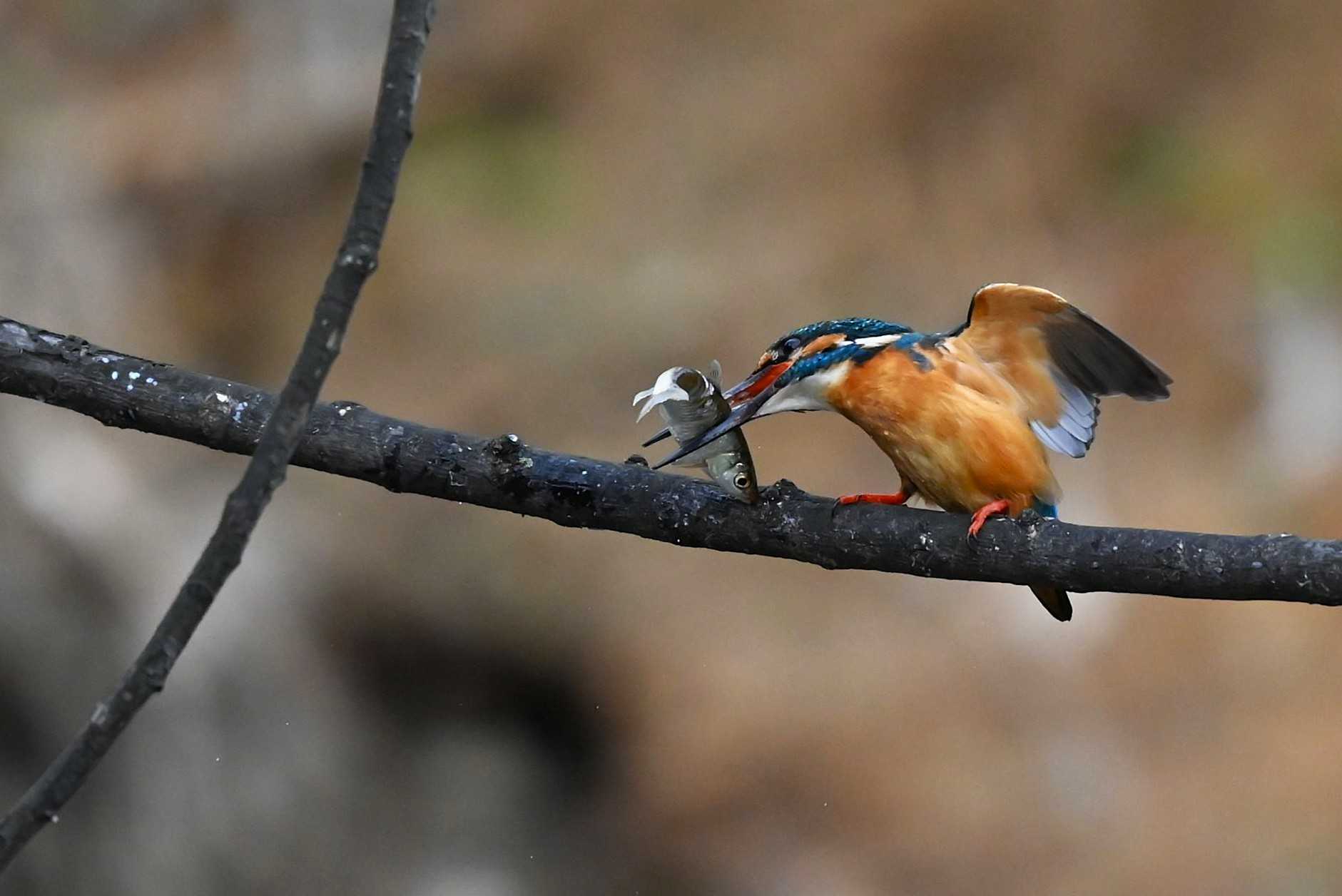そこに　　翡翠が　　いるから・・