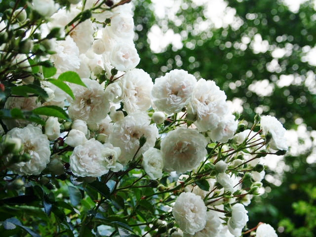 清楚な羊草 アイアンガゼボの満開の薔薇 | ピーチヒルの薔薇日記 - 楽天ブログ