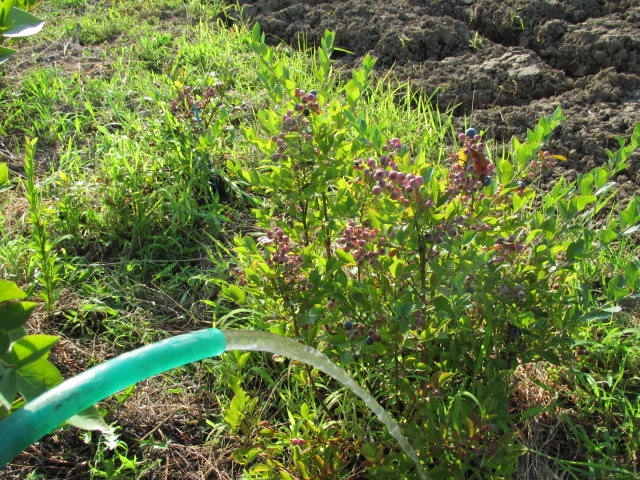 ブルーべりーの水やり（2016）