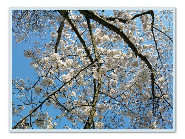 桜空色枠