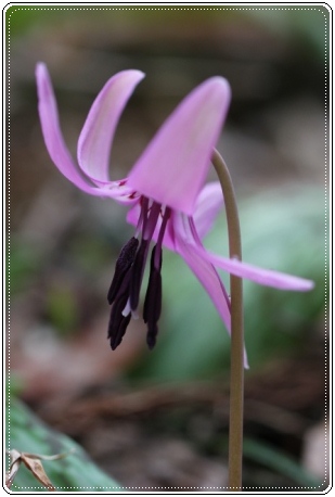 平栗.-9 カタクリ-9 13.3.31