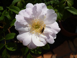 P1200924ss.jpg