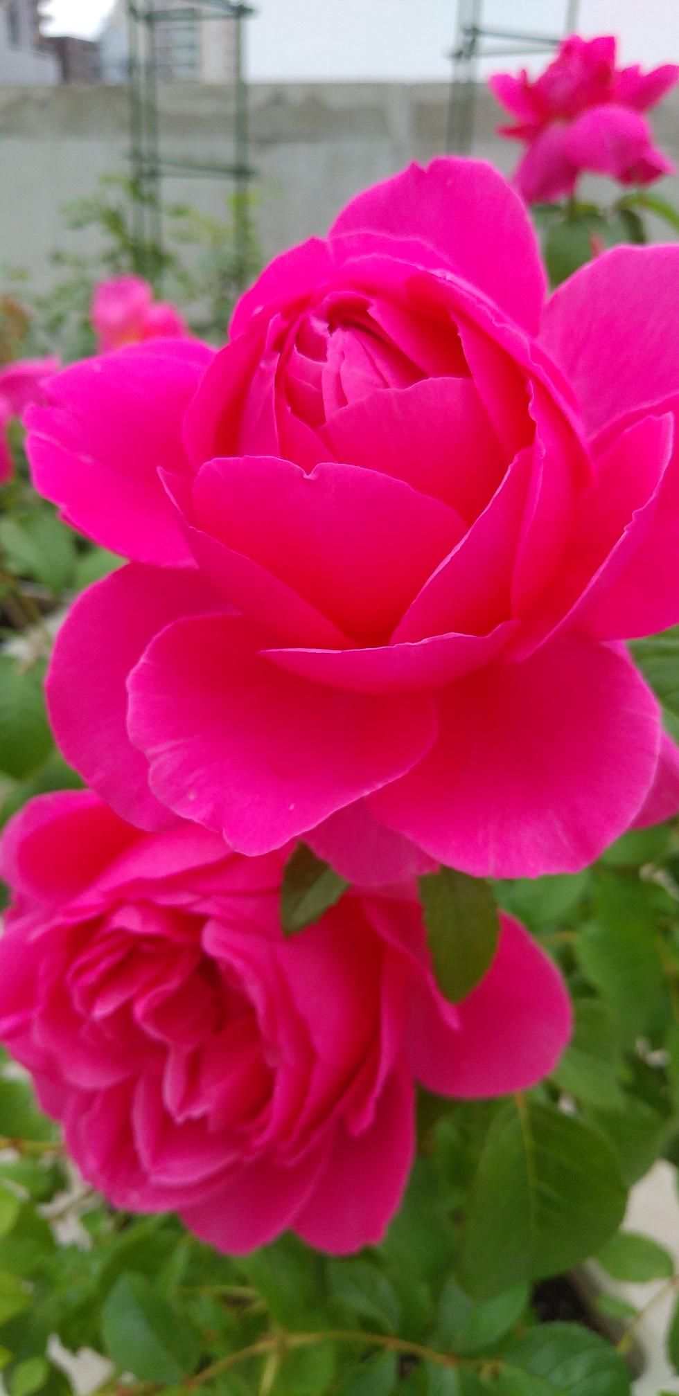 デルバールのローズピンクの綺麗なバラ 東京のど真ん中でバラ生活 楽天ブログ
