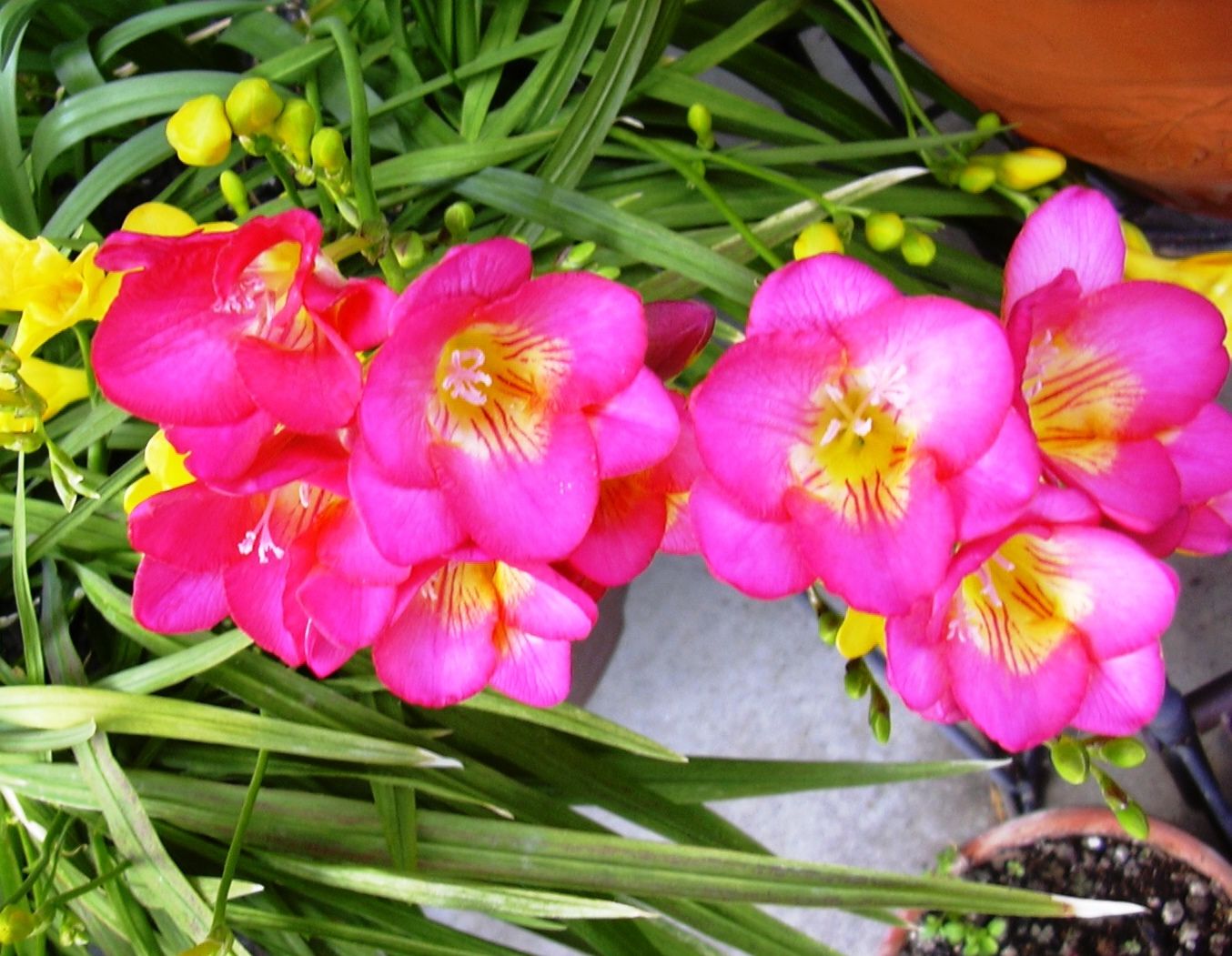 フリージャーとラナンキュラスの花 花と蕎麦とリハビリと 楽天ブログ